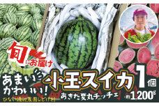甘い！可愛い小玉スイカ！夏丸チッチェ＜1個＞ 50P3424　/ 東北 秋田 大館 野菜 新鮮 農産物 農家 果物 すいか スイカ フルーツ くだもの 農産物 産直 あきた夏丸チッチェ 秋田オリジナル品種 夏の果物 小玉すいか 小玉スイカ
