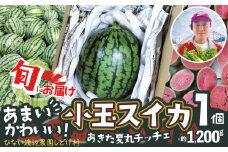 甘い！可愛い小玉スイカ！夏丸チッチェ＜1個＞ 50P3424　/ 東北 秋田 大館 野菜 新鮮 農産物 農家 果物 すいか スイカ フルーツ くだもの 農産物 産直 あきた夏丸チッチェ 秋田オリジナル品種 夏の果物 小玉すいか 小玉スイカ