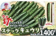 ステックキュウリ ポクポク柔らか！めんこい！約40本 90P3205　/ 東北 秋田 大館 野菜 新鮮 農産物 農家  農家直送  きゅうり ステックキュウリ キュウリ サラダ