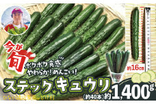 ステックキュウリ ポクポク柔らか！めんこい！約40本 90P3205　/ 東北 秋田 大館 野菜 新鮮 農産物 農家  農家直送  きゅうり ステックキュウリ キュウリ サラダ