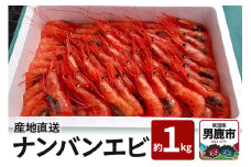 《4月上旬より発送》産地直送 ナンバンエビ 約1kg！ ぷりっぷりでとろける甘さ お刺身や海鮮丼に 秋田県 男鹿市 萬漁水産