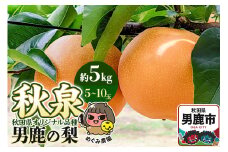 先行受付 男鹿の梨 秋田県オリジナル品種 秋泉 約5kg 5～10玉 梨 秋田県 男鹿市 ＜めぐみ農園＞