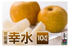 《先行受付》幸水 約10kg 9月上旬～9月中旬発送 梨 旬の果物 ギフト 秋田県 男鹿市 男鹿ファーム直売所