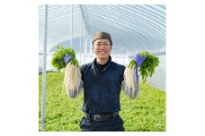 ＼TV青空レストランに登場／ 三関産 せり 5束 生産者直送 秋田県伝統野菜 ご自宅で絶品の せり鍋 や 天ぷら が楽しめる ふるさと納税 せり 鍋 ふるさと 人気 ランキング 【株式会社CRAS】[M10901]