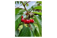 ＼朝採れ 産地直送／ R7年度産 紅さやか M～L 1kg 市場価値の高い 三関産 さくらんぼ こだわりの【常温】でお届け 家庭用 フルーツ 果物 お取り寄せ 秋田 湯沢市 期間限定 サクランボ【三関果樹研究会】[B15108]