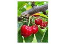 ＼朝採れ 産地直送／ R7年度産 紅秀峰 2L 500g (250g×2) 市場価値の高い 三関産 さくらんぼ こだわりの【常温】でお届け 家庭用 小分け フルーツ 果物 お取り寄せ 秋田 湯沢市 期間限定 サクランボ【藤利果樹園】[B5-14602]