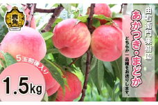 かづの北限の桃『あかつき／まどか』約 1.5kg（5玉前後入り）●2025年8月中旬発送開始【由右衛門果樹園】桃 もも モモ お盆 お見舞い 内祝い おすそ分け 完熟 国産桃 お歳暮 贈り物 贈答用 グルメ ギフト 故郷 秋田 あきた 鹿角市 鹿角 送料無料 
