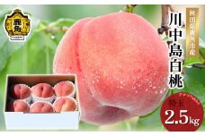 《 先行予約 》鹿角産 桃「川中島白桃」特玉 約2.5kg（5～6玉）●2025年9月上旬発送開始 【アグリTakko】贈答用 良品 もも モモ 桃 お盆 お見舞い 内祝い おすそ分け 国産桃 お中元 お歳暮 贈り物 グルメ ギフト 故郷 秋田 あきた 鹿角市 鹿角 送料無料 