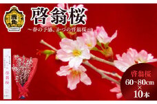 《 先行予約 》 啓翁桜（60～80cm×10本）【さとう農園】●2025年12月下旬発送開始 生花 花 インテリア 春 冬 花見 お正月 結婚 卒園 卒業 プレゼント お土産 母の日 贈り物 贈答用 家庭用 グルメ ギフト 故郷 秋田 あきた 鹿角市 鹿角 送料無料 