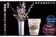啓翁桜とあきたこまちセット【八幡平地域経営公社】●2023年12月下旬発送開始 花見 啓翁 桜 さくら サクラ あきたこまち お米 米 コメ ギフト 贈答 贈り物 秋田県 秋田 あきた 鹿角市 鹿角 かづの