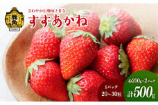 鹿角産いちご「すずあかね」約250g×2パック（1パック:20～30粒入り）【神田農園】●2025年7月上旬発送開始 県産いちご 国産いちご いちご 苺 イチゴ 新鮮 旬 採れたて 贈り物 手作り ケーキ 誕生日 バースデー グルメ デザート 故郷 秋田 あきた 鹿角市 鹿角 農家直送 産地直送