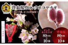 《 先行予約 》啓翁桜とピンクネコヤナギセット（80cm×10本／80cm×10本）【さとう農園】●2025年12月下旬発送開始 生花 花 インテリア 花見 お正月 結婚 卒園 卒業 プレゼント お土産 母の日 グルメ ギフト 故郷 秋田 あきた 鹿角市 鹿角 送料無料