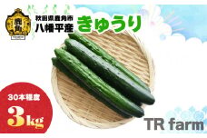秋田県鹿角市八幡平産 きゅうり 3kg（30本程度）【TR farm】●2025年7月上旬発送開始 キュウリ 胡瓜 野菜 夏野菜 新鮮 旬 食べ頃 詰め合わせ お中元 お取り寄せ グルメ ギフト 人気 おすすめ 秋田 鹿角市 送料無料 