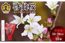 《 先行予約 》啓翁桜（50～70cm×10本）【さとう農園】●2025年12月下旬発送開始  生花 花 インテリア 春 冬 花見 お正月 結婚 卒園 卒業 プレゼント お土産 母の日 贈り物 贈答用 家庭用 グルメ ギフト 故郷 秋田 あきた 鹿角市 鹿角 送料無料 