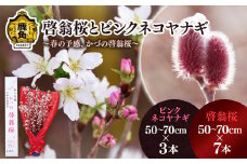 《 先行予約 》啓翁桜とピンクネコヤナギセット（50～70cm×7本／50～70cm×3本）【さとう農園】●2025年12月下旬発送開始 生花 花 インテリア 結婚 卒園 卒業 プレゼント お土産 母の日 グルメ ギフト 故郷 秋田 あきた 鹿角市 鹿角 送料無料 