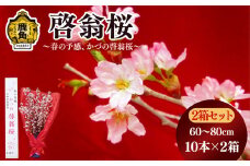 《 先行予約 》啓翁桜（60～80cm × 10本）2箱セット【さとう農園】●2025年12月下旬発送開始 生花 花 インテリア 春 冬 花見 お正月 結婚 卒園 卒業 プレゼント お土産 母の日 贈り物 贈答用 家庭用 グルメ ギフト 故郷 秋田 あきた 鹿角市 鹿角 送料無料 