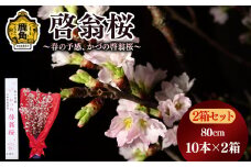 《 先行予約 》啓翁桜（80cm × 10本）2箱セット【さとう農園】●2025年12月下旬発送開始 生花 花 インテリア 常温 春 冬 花見 お正月 結婚 卒園 卒業 プレゼント お土産 母の日 贈り物 贈答用 家庭用 グルメ ギフト 故郷 秋田 あきた 鹿角市 鹿角 送料無料 