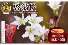 《 先行予約 》啓翁桜（50～70cm × 10本）2箱セット【さとう農園】●2024年12月下旬発送開始 生花 花 インテリア 春 冬 花見 お正月 結婚 卒園 卒業 プレゼント お土産 母の日 贈り物 贈答用 家庭用 グルメ ギフト 故郷 秋田 あきた 鹿角市 鹿角 送料無料 