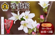 《 先行予約 》啓翁桜（50～70cm × 10本）2箱セット【さとう農園】●2024年12月下旬発送開始 生花 花 インテリア 春 冬 花見 お正月 結婚 卒園 卒業 プレゼント お土産 母の日 贈り物 贈答用 家庭用 グルメ ギフト 故郷 秋田 あきた 鹿角市 鹿角 送料無料 