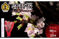 《 先行予約 》啓翁桜（80cm×10本）【さとう農園】●2025年12月下旬発送開始  生花 花 インテリア 常温 春 冬 花見 お正月 結婚 卒園 卒業 プレゼント お土産 母の日 贈り物 贈答用 家庭用 グルメ ギフト 故郷 秋田 あきた 鹿角市 鹿角 送料無料 