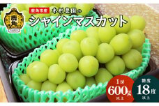 《先行予約》「シャインマスカット」600g以上 ●2025年9月中旬発送開始【木村農園】  高糖度 甘い ぶどう ブドウ 葡萄 シャインマスカット まるごと 皮ごと 食べやすい ブドウ 秋田県産 鹿角産 ギフト 贈り物 プレゼント