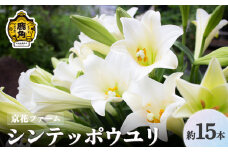 秋田県鹿角産「シンテッポウユリ」約15本入【京花ファーム】●2025年7月下旬発送開始  生花 花 インテリア クール便 お盆 お彼岸 白百合 上品 プレゼント お土産 贈り物 贈答用 家庭用 グルメ ギフト 故郷 秋田 あきた 鹿角市 鹿角 送料無料 