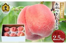 秋田県鹿角産 桃「 あかつき or まどか 」中玉 約2.5kg（6～8玉）●2025年8月中旬発送開始 【アグリTakko】贈答用 良品 もも モモ 桃 お盆 お見舞い 内祝い おすそ分け 国産桃 お中元 お歳暮 贈り物 グルメ ギフト 故郷 秋田 あきた 鹿角市 鹿角 送料無料 