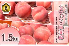 秋田県鹿角産 「なつっこ／陽夏妃」約1.5kg（6玉前後入り）●2025年8月下旬発送開始【由右衛門果樹園】 希少 桃 もも モモ お盆 お見舞い 完熟 国産桃 お中元 贈り物 贈答用 グルメ ギフト 故郷 秋田 あきた 鹿角市 鹿角 送料無料 