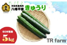 秋田県鹿角市八幡平産 きゅうり 5kg（50本程度）【TR farm】●2025年7月上旬発送開始 キュウリ 胡瓜 野菜 夏野菜 新鮮 旬 食べ頃 詰め合わせ お中元 お取り寄せ グルメ ギフト 人気 おすすめ 秋田 鹿角市 送料無料 