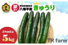 秋田県鹿角市八幡平産 お化けきゅうり 5kg【TR farm】●2025年7月上旬発送開始 お得 徳用 規格外 キュウリ 野菜 夏野菜 新鮮 旬 食べ頃 詰め合わせ お中元 お取り寄せ グルメ ギフト 人気 おすすめ 秋田 鹿角市 送料無料 