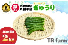 秋田県鹿角市八幡平産 小さめきゅうり 2kg【TR farm】●2025年7月上旬発送開始 お得 徳用 規格外 キュウリ 野菜 夏野菜 新鮮 旬 食べ頃 詰め合わせ お中元 お取り寄せ グルメ ギフト 人気 おすすめ 秋田 鹿角市 送料無料 