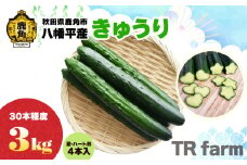 秋田県鹿角市八幡平産 きゅうり 3kg（30本程度）星･ハート形きゅうり4本付【TR farm】●2025年7月上旬発送開始 キュウリ 胡瓜 野菜 夏野菜 新鮮 旬 食べ頃 詰め合わせ お中元 お取り寄せ グルメ ギフト 人気 おすすめ 秋田 鹿角市 送料無料 