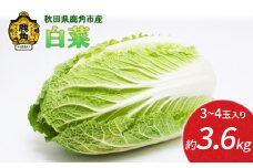 《 先行予約 》 秋田県鹿角産 白菜 約3.6kg（3～4玉入）●2025年12月上旬発送開始 【恋する鹿角カンパニー】新鮮 旬 お鍋 シチュー 安全 甘い 採れたて 国産野菜 お取り寄せ グルメ ギフト お中元 お歳暮 秋田 あきた 鹿角市 鹿角 秋田県 鹿角産 送料無料