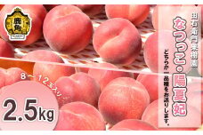 秋田県鹿角産 「なつっこ／陽夏妃」約2.5kg（8～12玉入り）●2025年8月下旬発送開始【由右衛門果樹園】 希少 桃 もも モモ お盆 お見舞い 完熟 国産桃 お中元 贈り物 贈答用 グルメ ギフト 故郷 秋田 あきた 鹿角市 鹿角 送料無料 