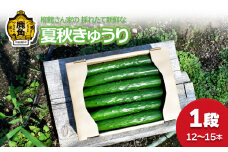 夏秋 きゅうり 1段（12～15本入）●2025年7月下旬発送開始【柳館 信義】秋田県鹿角産 新鮮 旬 安全 採れたて 胡瓜 国産野菜 お中元 お歳暮 お取り寄せ グルメ ギフト 秋田 あきた 鹿角市 鹿角 送料無料
