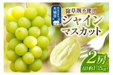 シャインマスカット 2房（合計約1.2kg以上） 神岡縄文農園 秋田県 大仙市産