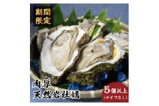 先行予約 秋田の肉厚な天然 岩牡蠣（岩ガキ 5個以上）ナイフ無し かき カキ 秋田県 にかほ市産 天然 岩牡蠣  殻付 牡蠣 海産物 魚介類 海鮮