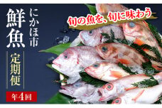 年4回 定期便 下処理済 鮮魚 2~3人前 届けばすぐ食べられる鮮魚セット 詰め合わせ(お魚ボックス パック)