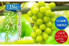 先行予約 甘く食べやすい シャインマスカット 2房（1房 600～700g）＜出荷時期：2025年9月下旬～10月上旬ごろ＞数量限定 期間限定 果物 フルーツ ぶどう ブドウ マスカット