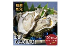 先行予約 秋田の肉厚な天然岩牡蠣（岩ガキ 12個以上）※ナイフ付き かき カキ 秋田県 にかほ市産 天然 岩牡蠣  殻付 牡蠣 海産物 魚介類 海鮮