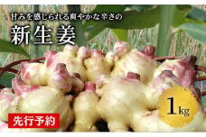 【先行予約 2025年10月から発送予定】新生姜1kg 秋田県 にかほ市産 