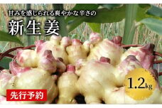 【先行予約 2025年10月から発送予定】新生姜1.2kg 秋田県 にかほ市産 