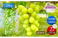 先行予約 [訳あり] 甘く食べやすい シャインマスカット 2房（1房 500～600g）＜出荷時期：2025年9月下旬～10月上旬ごろ＞数量限定 期間限定 果物 フルーツ ぶどう ブドウ マスカット
