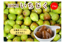 期間限定 加工用生いちじく 2kg 秋田県にかほ市産 北限のいちじく ホワイトゼノア