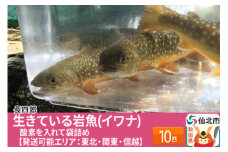 生きている岩魚（イワナ）10匹 酸素を入れて袋詰め【発送可能エリア：東北・関東・信越】 