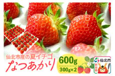 《7月～11月発送》仙北市産の夏イチゴ なつあかり 600g（300g×2）