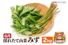 6月 採れたて山菜「みず」2kg 産地直送