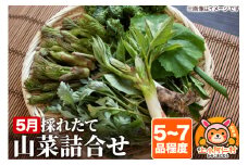 5月 山菜詰合せ（5～7品程度） 産地直送
