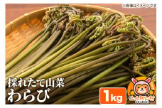 採れたてわらび 1kg 山菜 産地直送