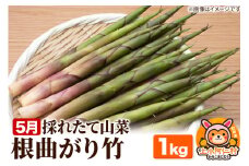 5月採れたて根曲がり竹 1kg 産地直送